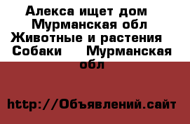 Алекса ищет дом - Мурманская обл. Животные и растения » Собаки   . Мурманская обл.